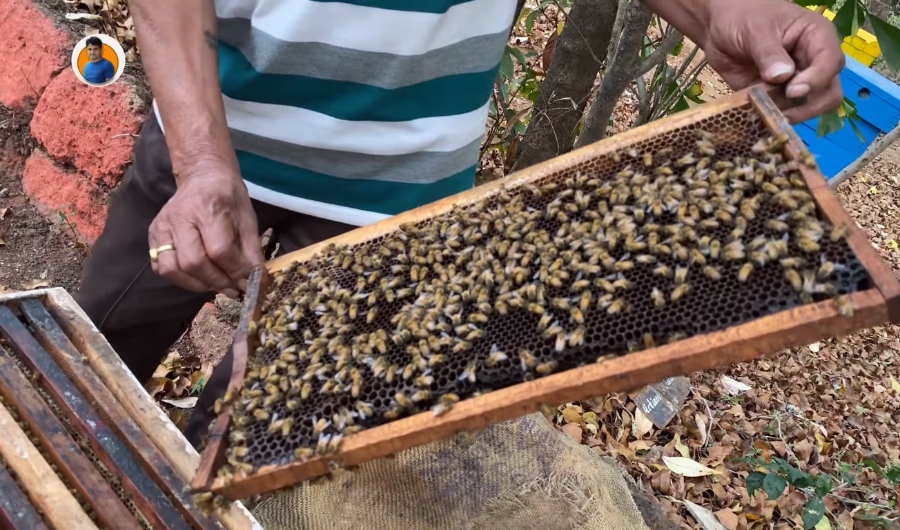 Bees Inside Beehive Box