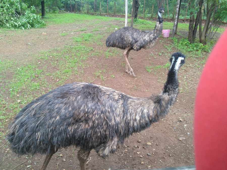 EMU Farming