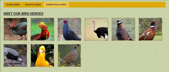 Terrestrial Birds