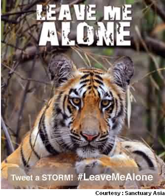 Tigers Says Leave Me Alone