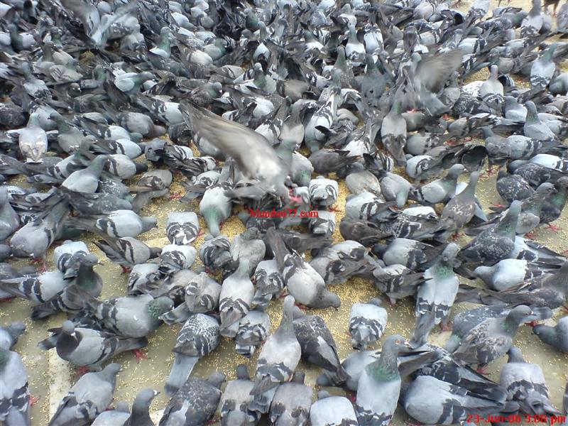 Close Up Picture Famous Pigeon House Dadar
