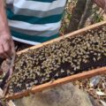 Bees Inside Beehive Box