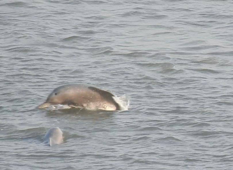 Dolphins Spotted at Marine Drive
