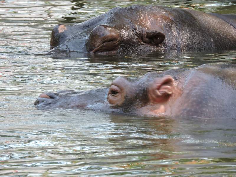 Mumbai Zoo Jijamata Udyan Byculla | Animals | Timings | Entry Price -  Mumbai77 - Mumbai City and Travel Guide
