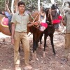 Manoj Horse Riding Matheran (9420056136)