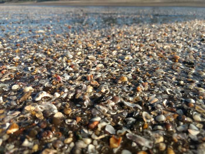 Rajodi Beach Shells
