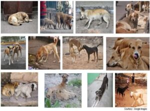 Stray Dogs in Mumbai