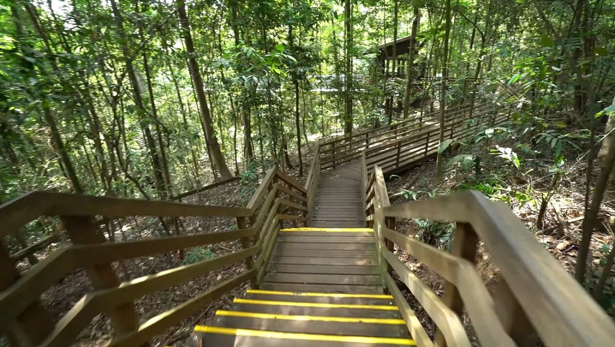 Wooden Treetop Walk Pathway